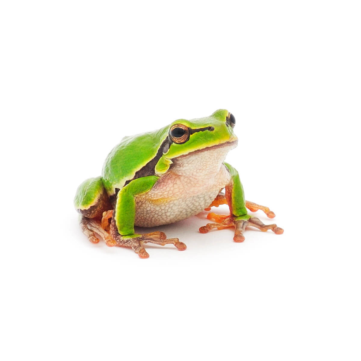 Soins v&eacute;t&eacute;rinaires pour amphibiens