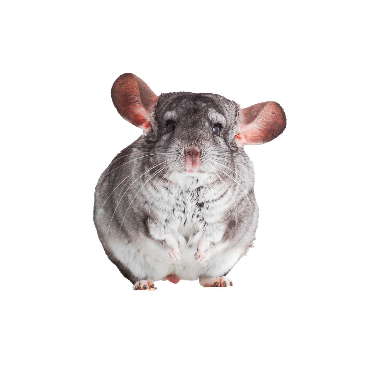 Soins v&eacute;t&eacute;rinaires pour chinchillas et d&eacute;gus