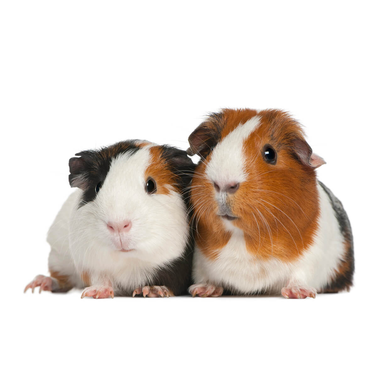 Soins v&eacute;t&eacute;rinaires pour cochons d'Inde