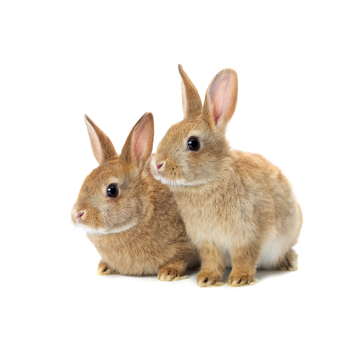 Soins v&eacute;t&eacute;rinaires pour lapins