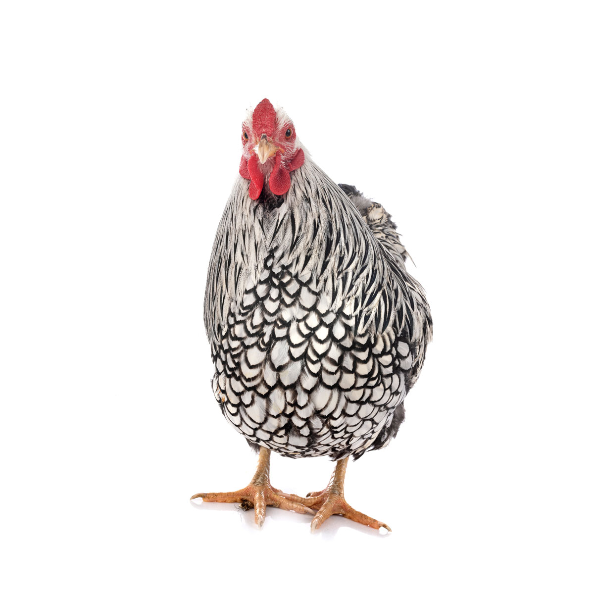 Soins v&eacute;t&eacute;rinaires pour poules et oiseaux de basse-cour