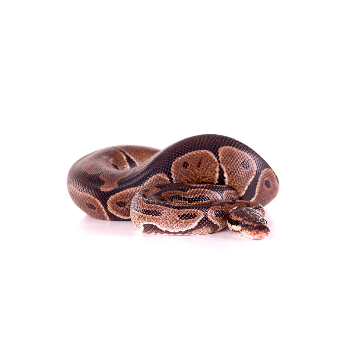 Soins v&eacute;t&eacute;rinaires pour serpents