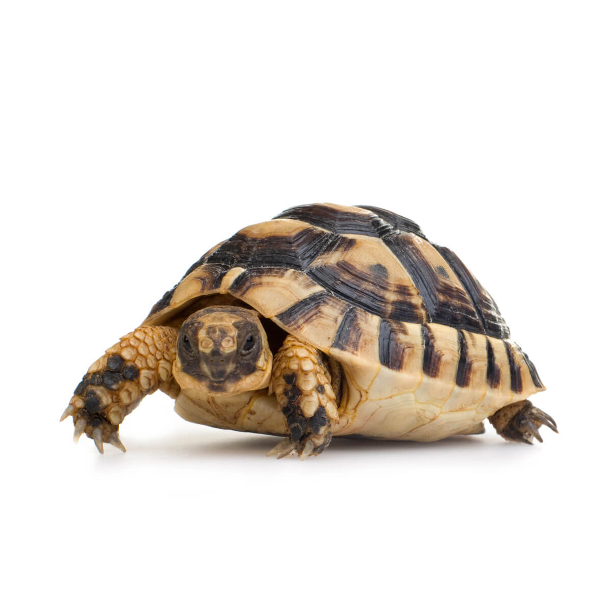 Soins v&eacute;t&eacute;rinaires pour tortues