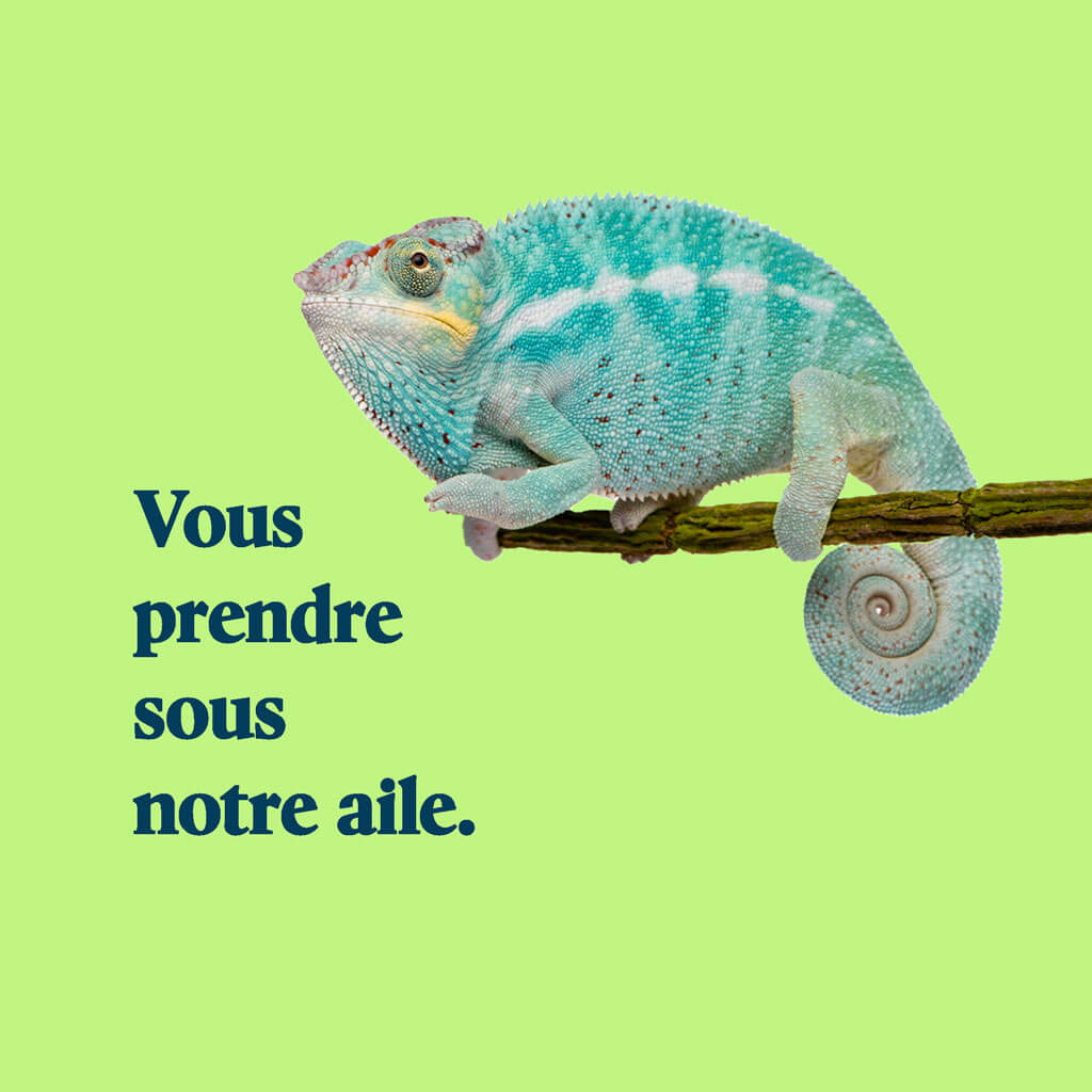 Services de consultation - Animaux exotiques
