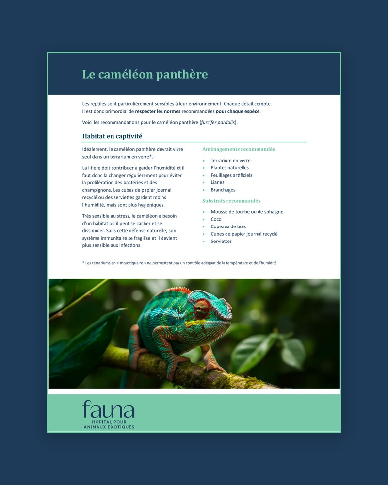 Fiche conseil sur le cam&eacute;l&eacute;on panth&egrave;re - Fauna H&ocirc;pital animaux exotiques.