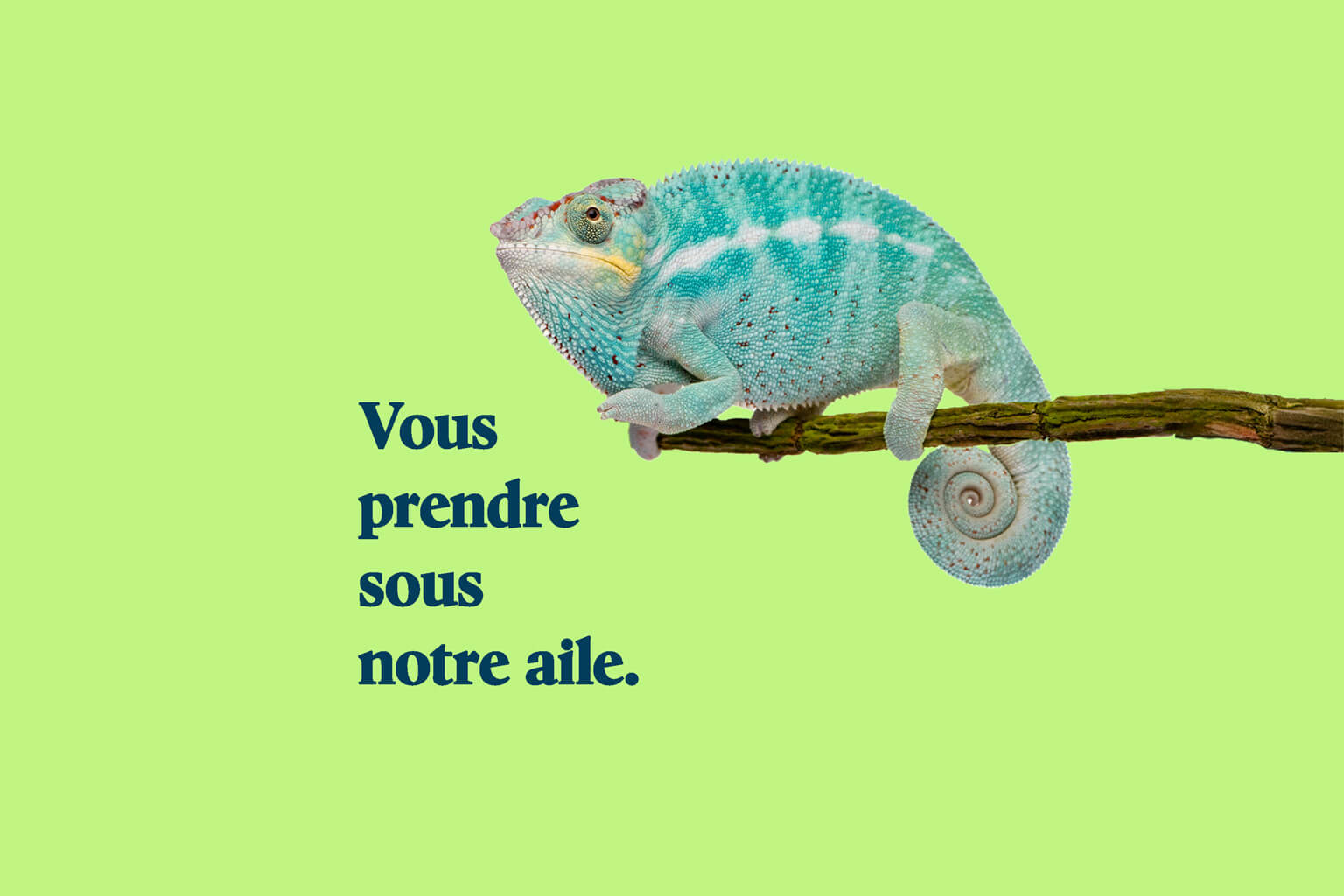 Consultations - soins animaux exotiques