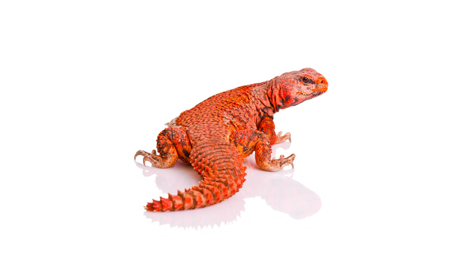 Soins v&eacute;t&eacute;rinaires pour reptiles et amphibiens
