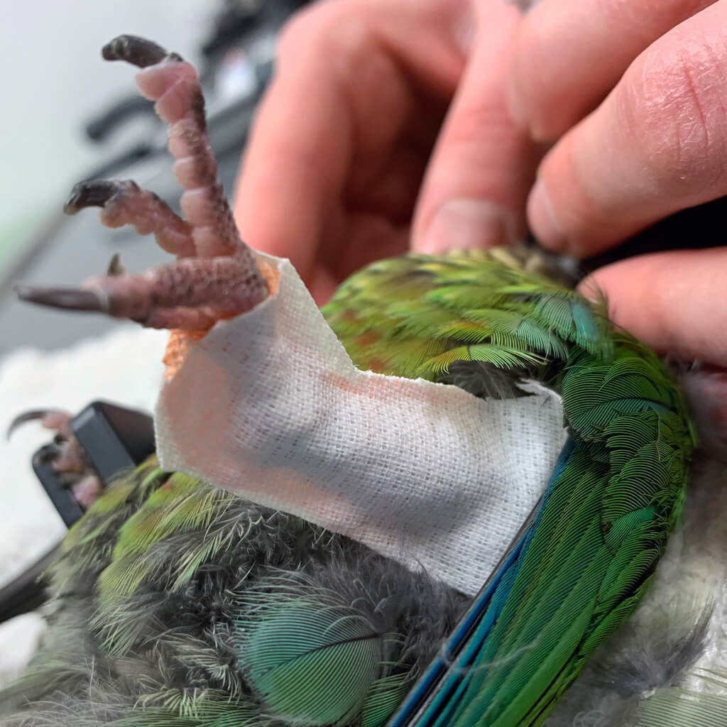 Soins et interventions - animaux exotiques