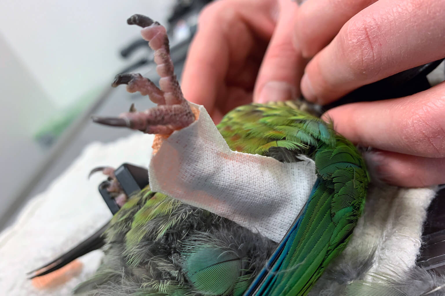Soins oiseaux et animaux exotiques