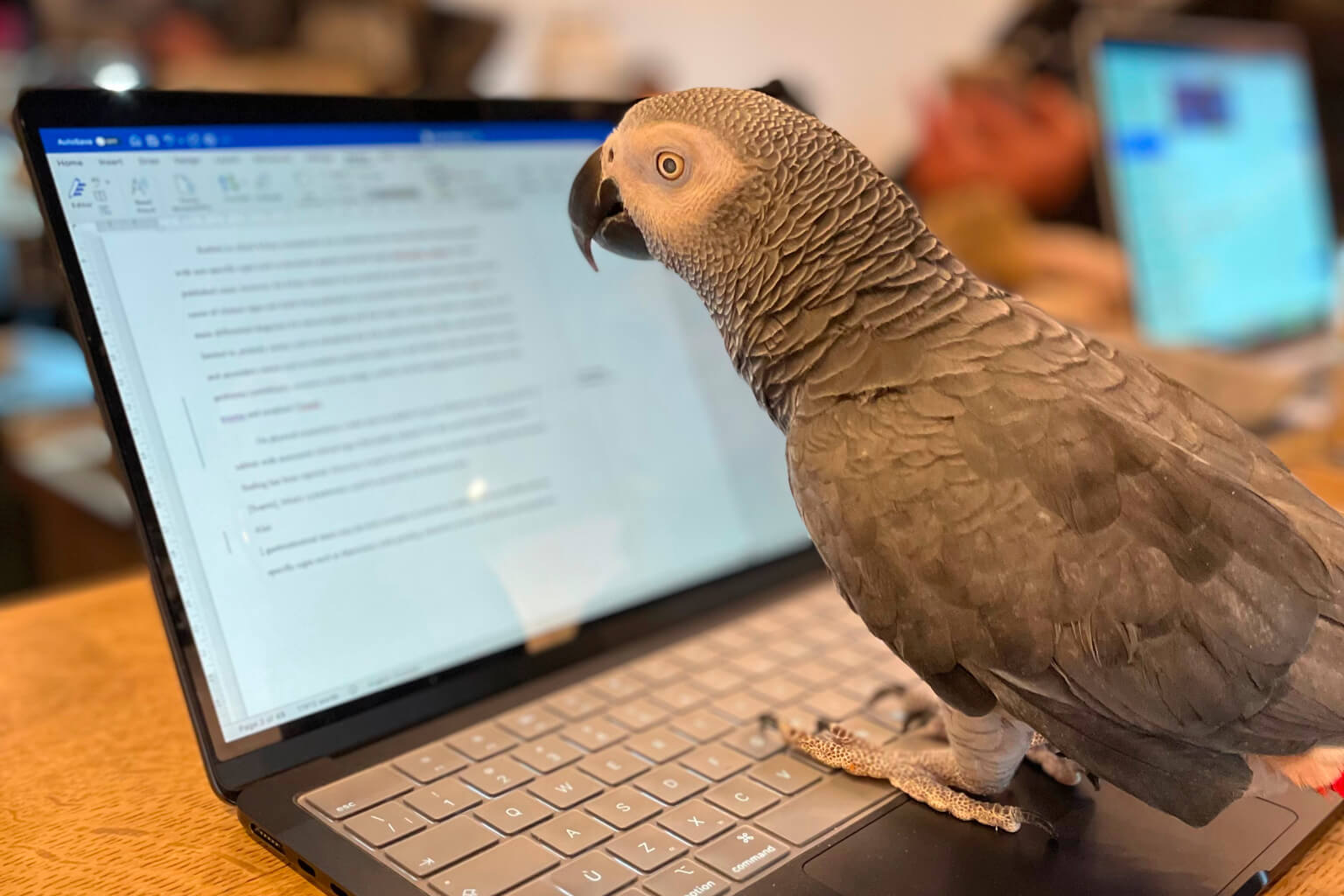 Soins v&eacute;t&eacute;rinaires en t&eacute;l&eacute;medecine animaux exotiques