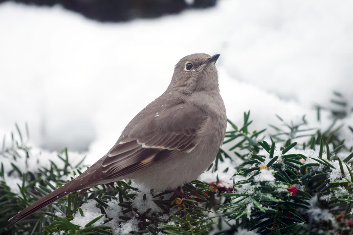 Soins oiseaux et faune sauvage
