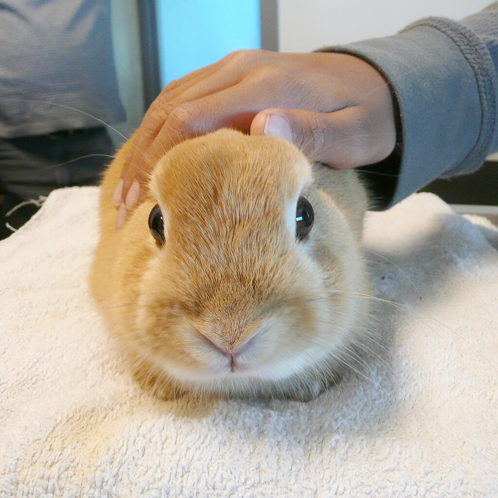 Soins en urgence pour animaux exotiques